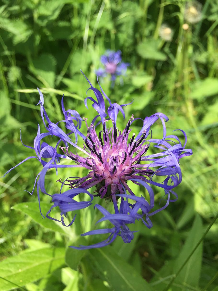 cornflower, summer, midsummer, nature, purple, plant, close-up HD wallpaper