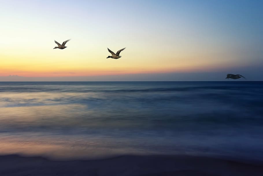 three gray birds flying above body of water at daytime, sunrise flight