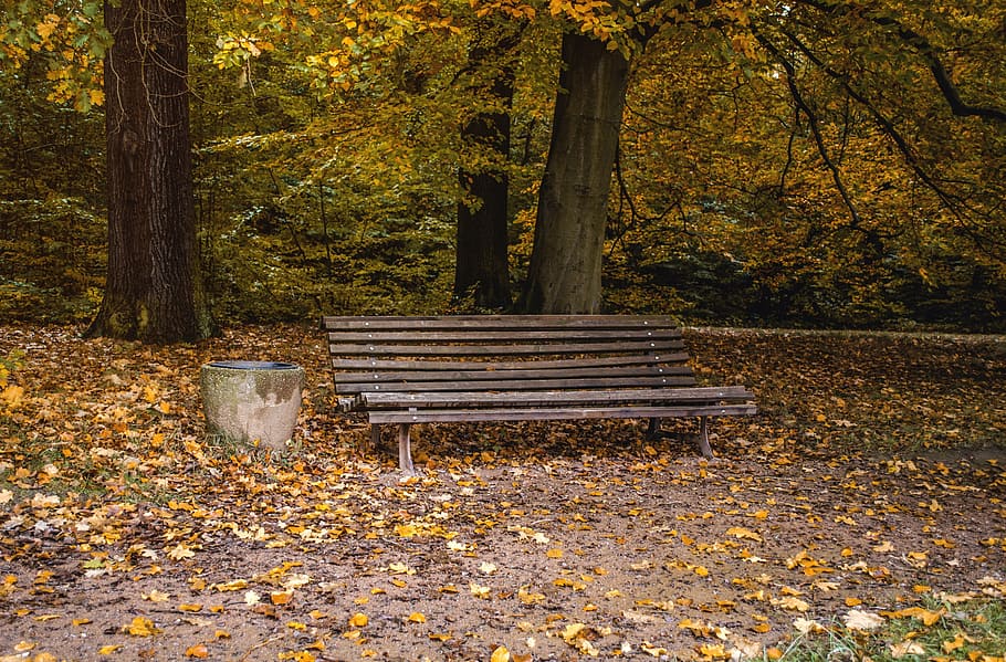 park bench, rest, forest, idyllic, nature, autumn, leaf, plant part HD wallpaper
