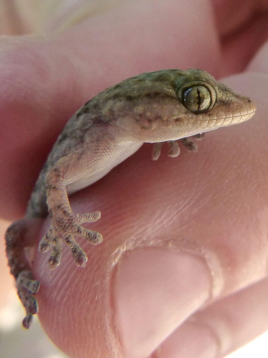 gecko, dragon, small, hand, eye, hunted, reptile, human body part HD wallpaper