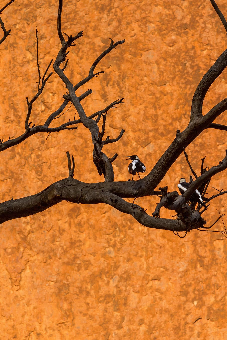 Australia, Bird, Dead Tree, red, uluru-kata tjuta, animal wildlife HD wallpaper