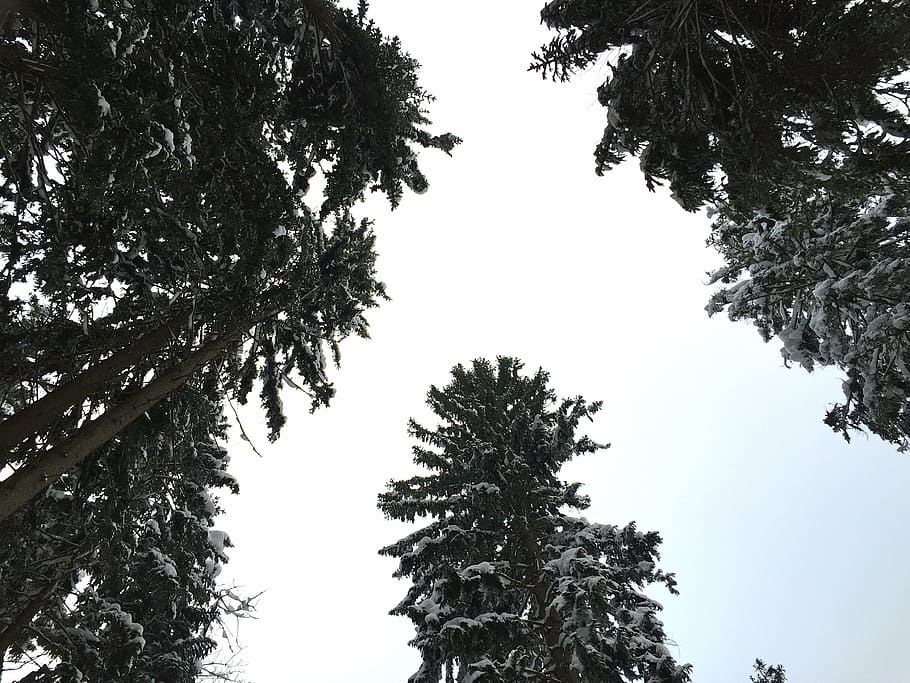 winter, snow, wintry, winter dream, winter forest, tree, plant HD wallpaper