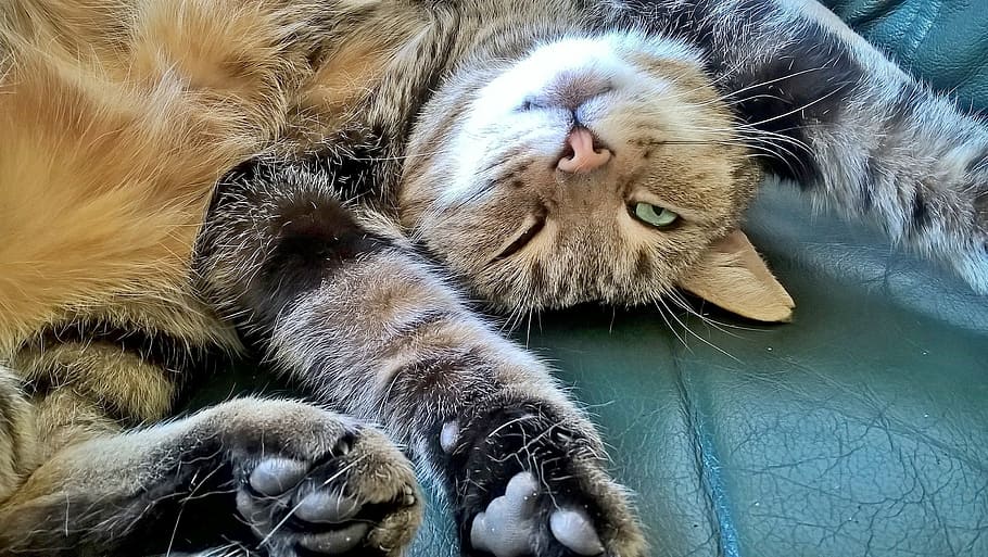 closeup photo of brown tabby cat, relaxation, concerns, sleep HD wallpaper