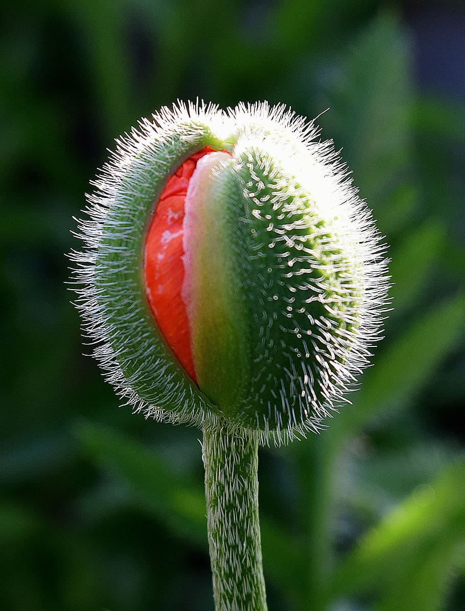 poppy, bud, red, close-up, focus on foreground, nature, growth HD wallpaper