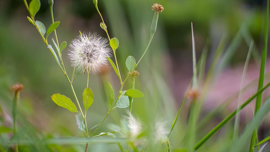 nature, flora, summer, grass, flower, outdoors, leaf, growth HD wallpaper
