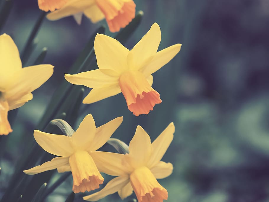 daffodils, narcissus, flower, spring, nature, yellow, macro HD wallpaper