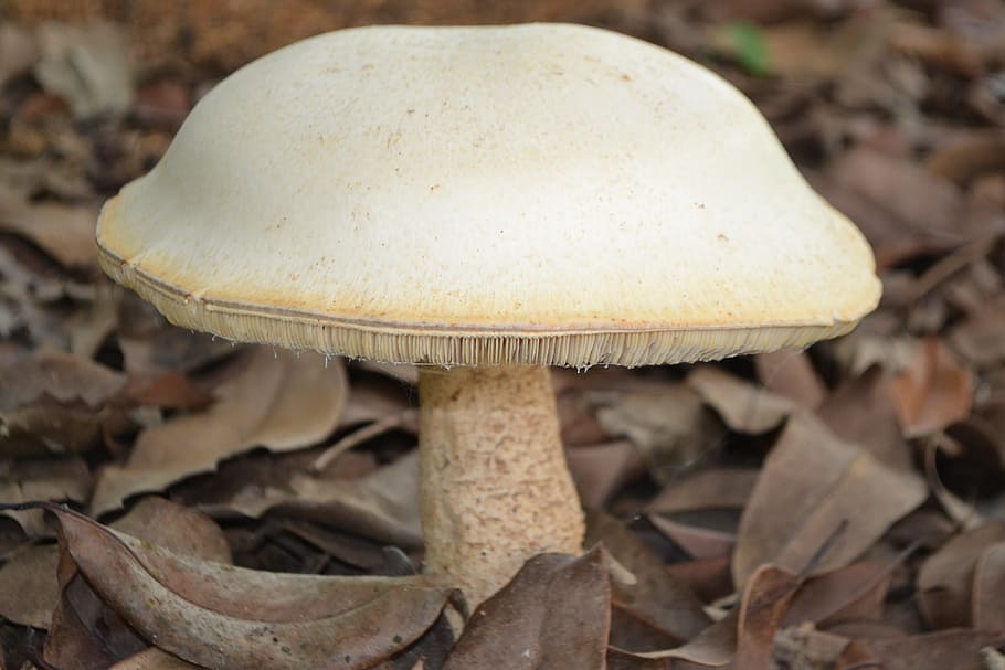 Mushroom, biggest mushroom i have ever seen, nature, close-up, HD wallpaper