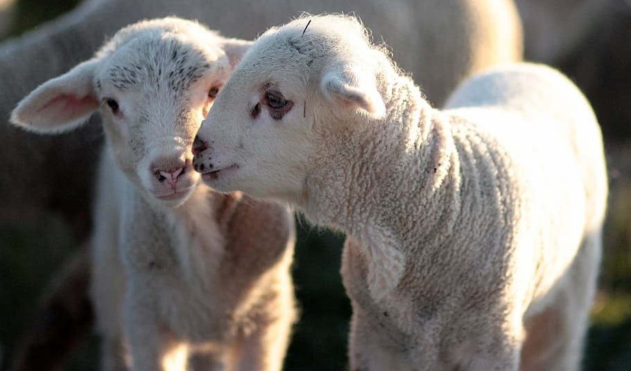 Lamb, Flock, Pair, Play, Pet, the flock, two, animal themes HD wallpaper