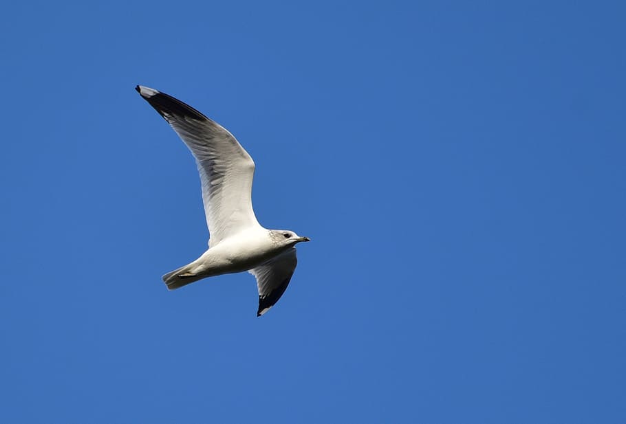seagull, fly, sky, bird, animal, birds, blue, dom, water bird HD wallpaper