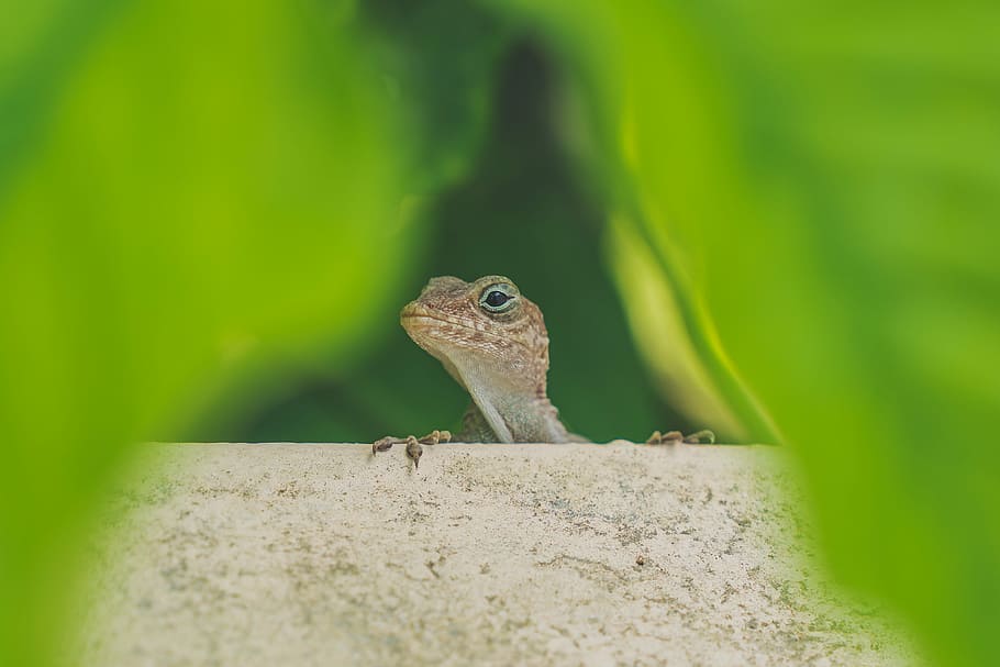 wildlife photography of gray lizard, brown gecko, head, salamander HD wallpaper