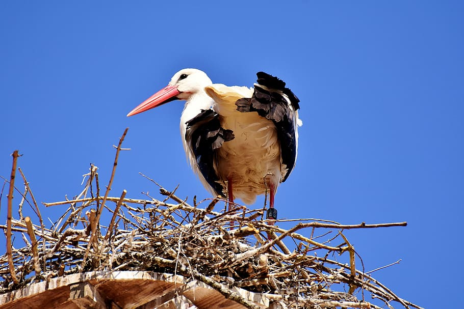 stork, bird, fly, plumage, nature, animal world, wing, monkey mountain salem HD wallpaper