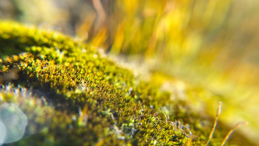 moss, macro, light, backlight, background, blur, detail, carpet HD wallpaper
