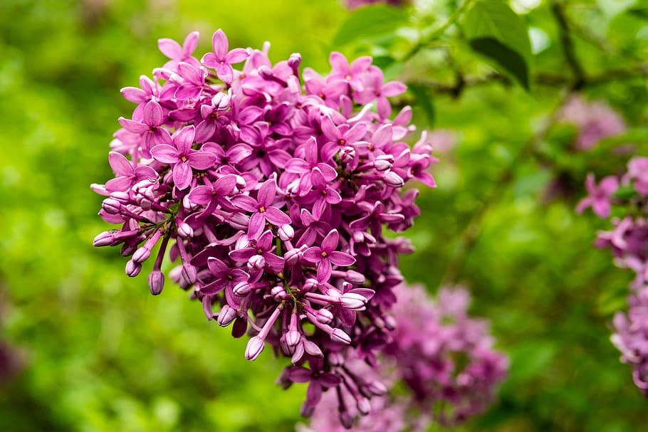lilac, purple, flower, spring, garden, flowering plant, beauty in nature HD wallpaper