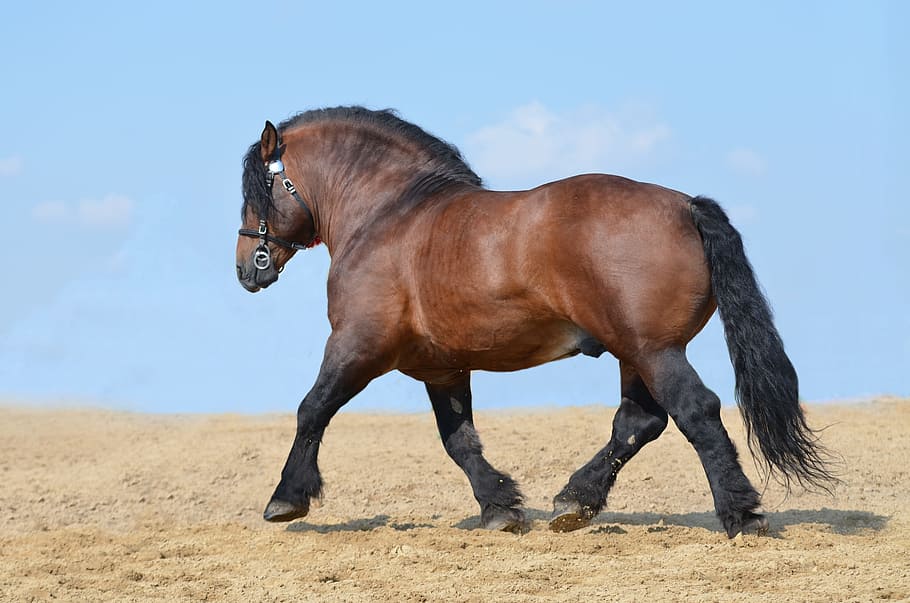 brown horse walking on sand, equine, heavy draft horse, stallion