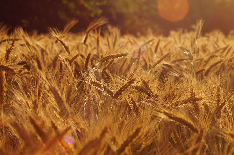 Field, Nature, Ear, Spring, Summer, finery, nostalgia, peace HD wallpaper