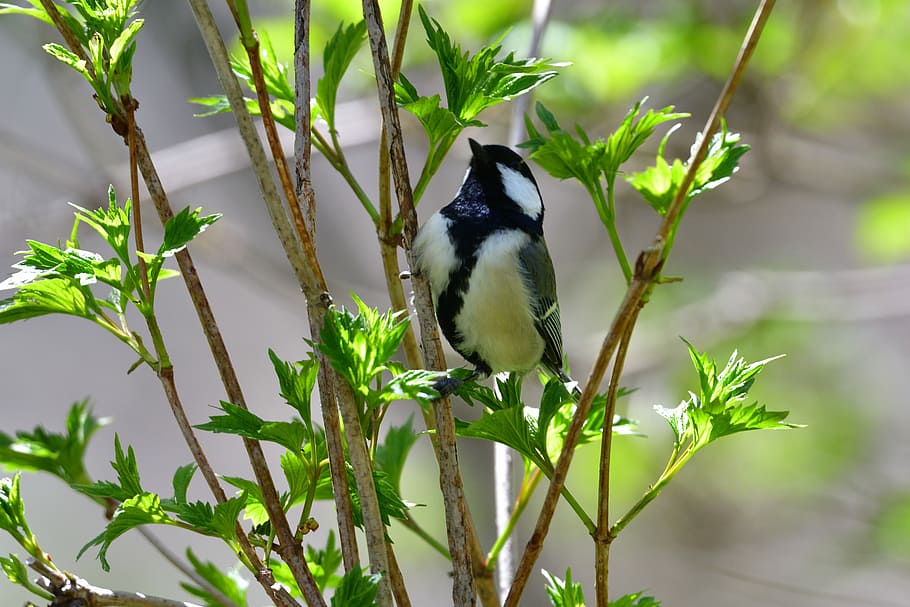 natural, outdoors, leaf, bird, wild animals, tits, animal themes HD wallpaper