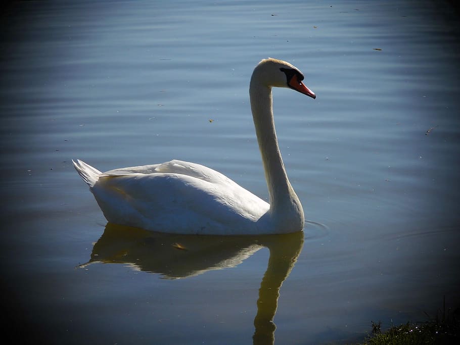 swan, aqueous, bird, animal themes, animals in the wild, water HD wallpaper