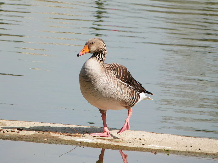 common goose, oca, ave, bird, aquatic, animals, pond, water animal HD wallpaper