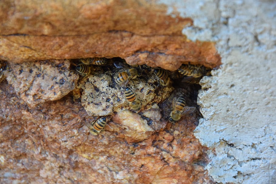 api, wall, stone, animals in the wild, close-up, animal themes HD wallpaper