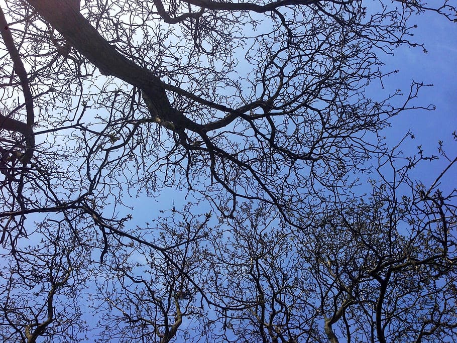 sky, aesthetic, sky tree, branch, plant, low angle view, no people HD wallpaper