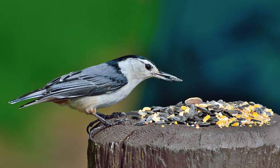 focal focus photography of gray and b lack long-beak bird perching on brown wood HD wallpaper