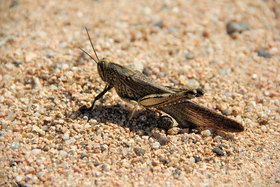 Grasshopper, Sand, Insect, Macro, animal world, close, insect macro HD wallpaper