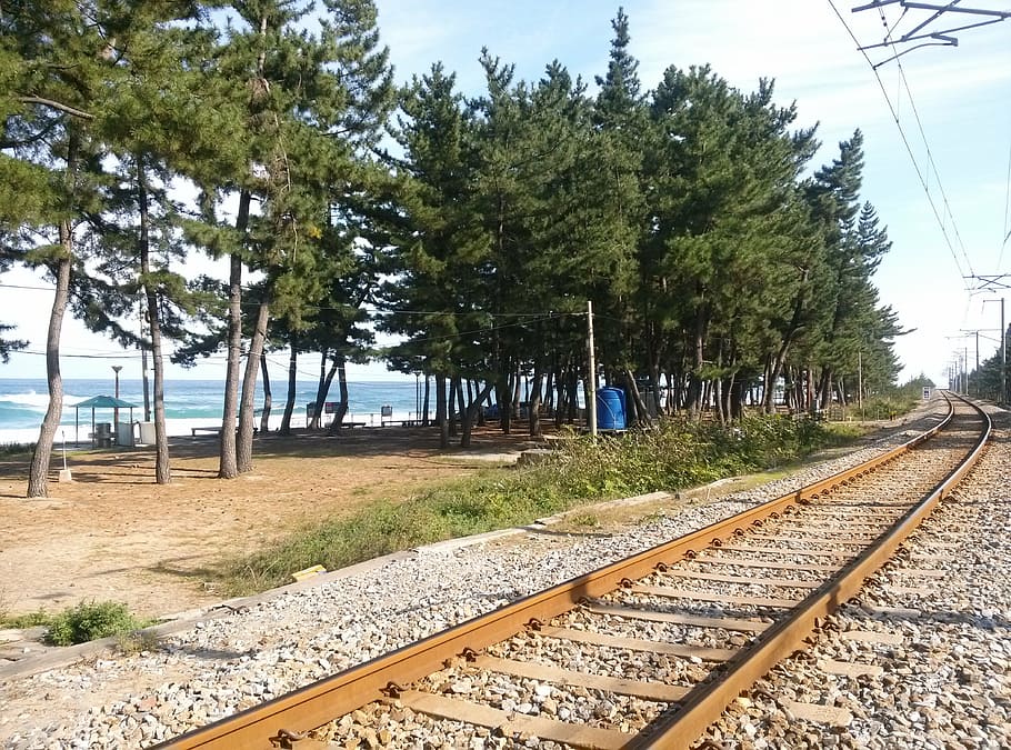 railway, pine, sea, rail transportation, railroad track, tree HD wallpaper
