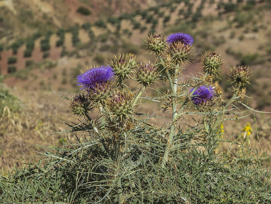 thistles, thorns, plant, plant wildlife, barbed, cotton thistle, HD wallpaper