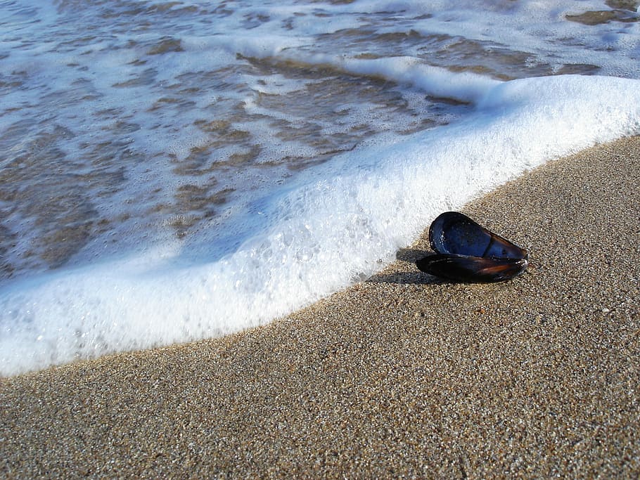 Beach, Shell, Coast, Sand, Seaside, water, summer, holiday HD wallpaper