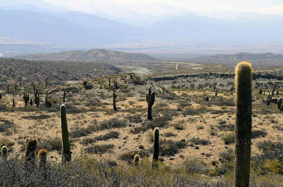 Desert Landscape in Salta, Argentina, cactus, photos, landscapes, HD wallpaper