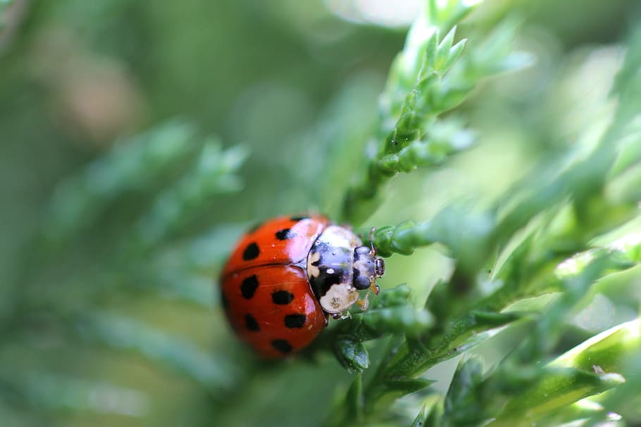 ladybug, insect, nature, macro, red, beetle, invertebrate, animal themes HD wallpaper