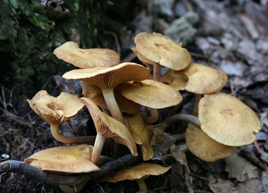brown mushroom, honey mushrooms, fungi, fungus, toadstool, forest, HD wallpaper