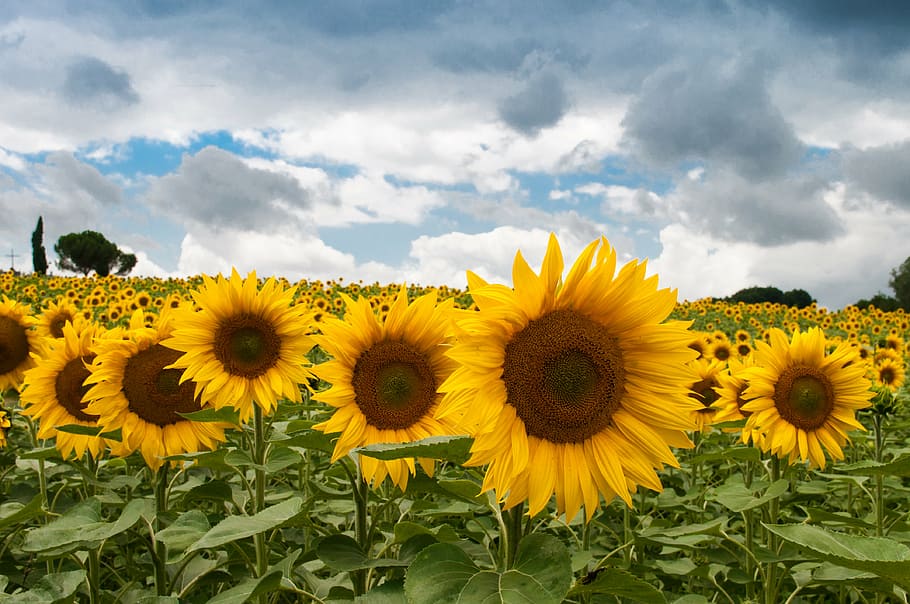 photo of bed of sunflower flowers, garden, daytime, sunflowers HD wallpaper
