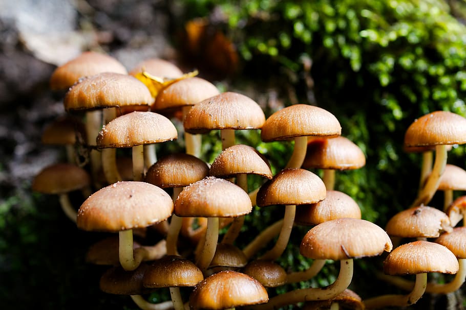 mushroom, rac, toadstool, autumn, cap, spore, nature, moss HD wallpaper