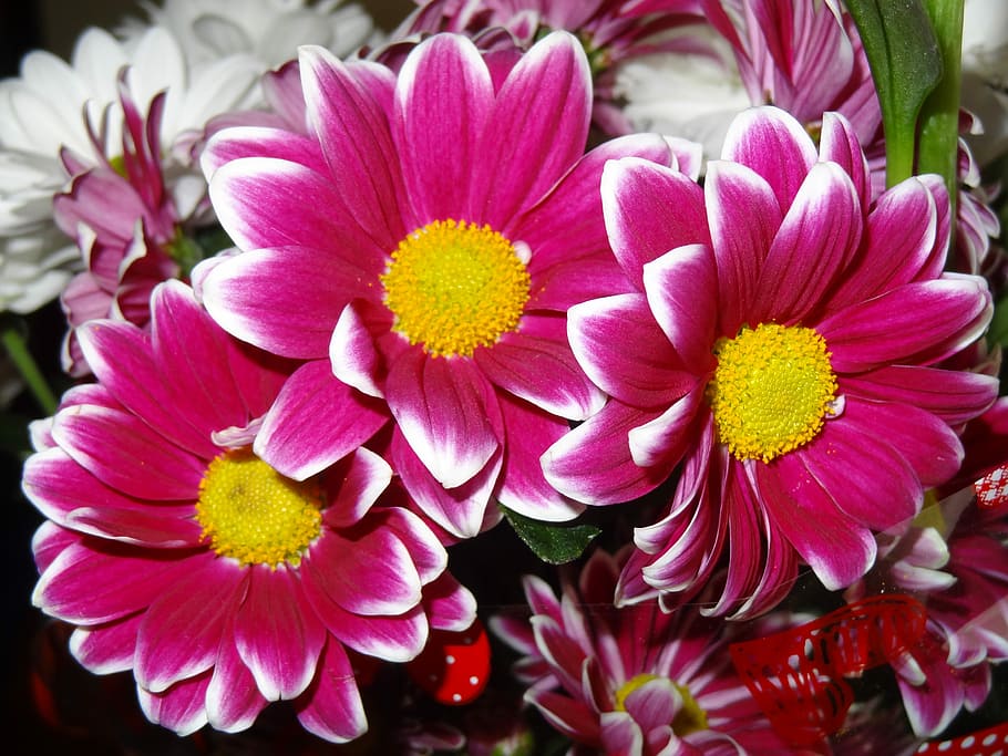 Flowers, Nature, Violet, petal, freshness, fragility, pink color HD wallpaper