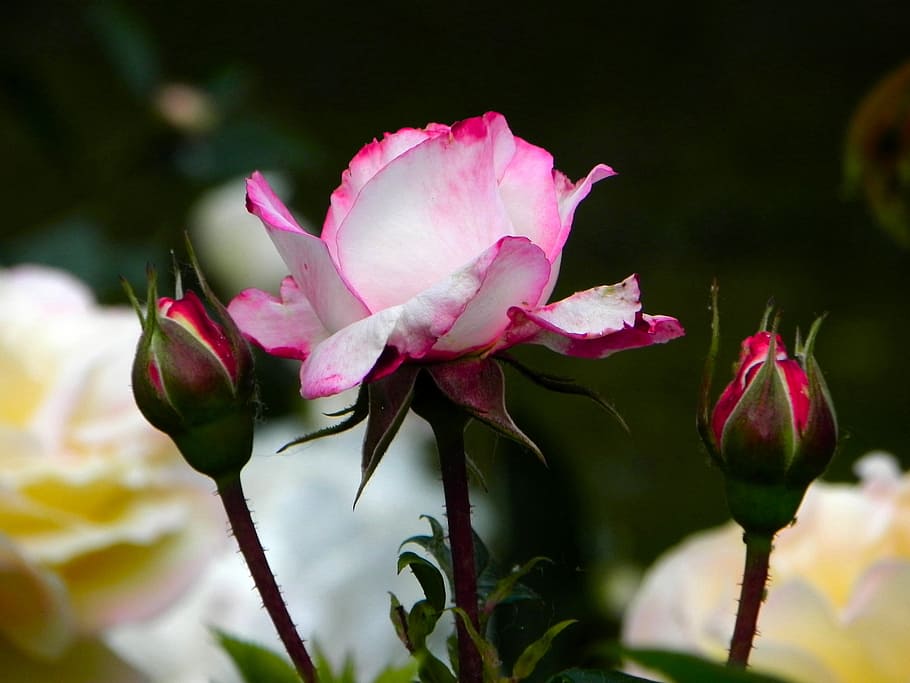 rose, flower, pink, white, blossom, bloom, plant, summer, romance HD wallpaper