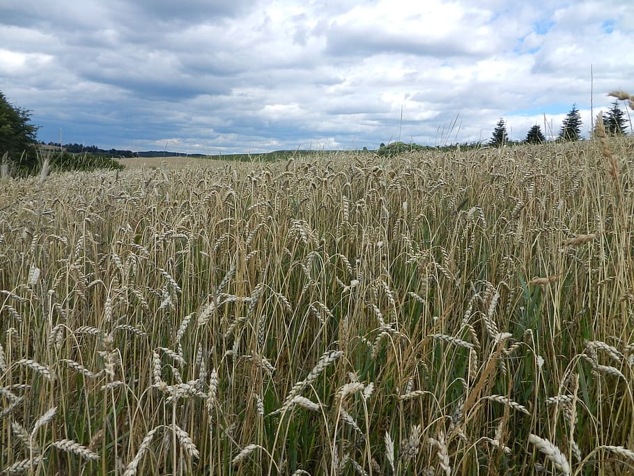 cornfield, air, clouds, cloud - sky, land, plant, landscape HD wallpaper