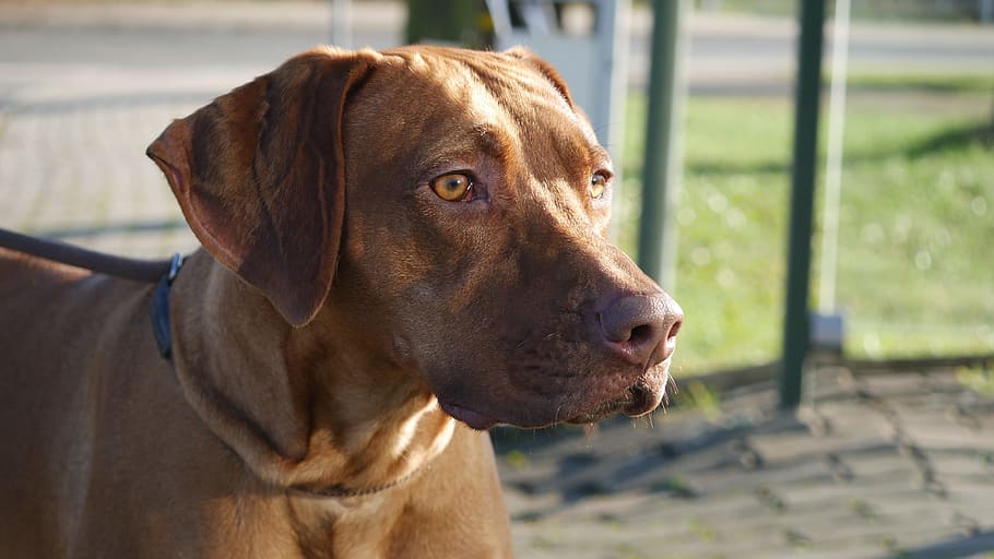 short-coated brown dog, rhodesian ridgeback, pet, head, race HD wallpaper