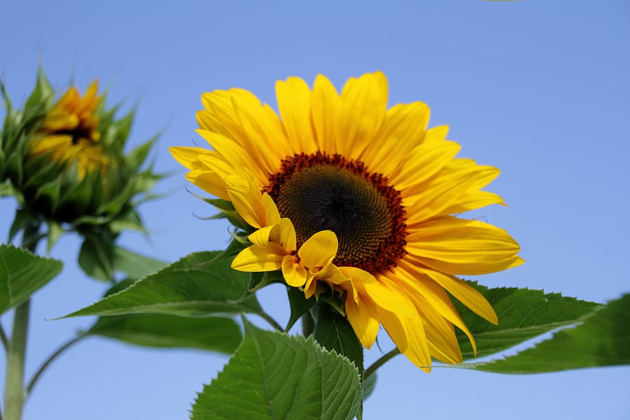 sun flower, summer, field, yellow flower, flora, sunflower bud HD wallpaper