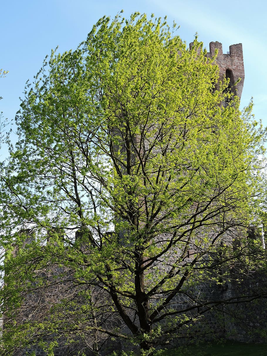 tree, torre, green, nature, fortification, castle, middle ages HD wallpaper