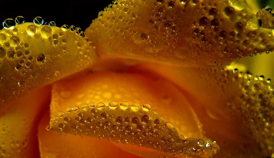 shallow focus photography of yellow flower petal with water droplets, HD wallpaper