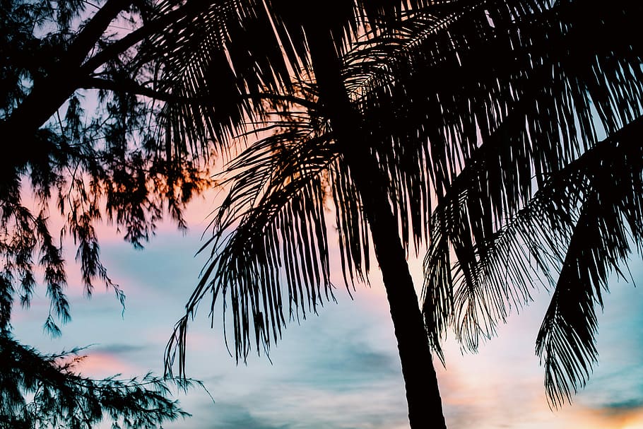 silhouette trees, silhouette photo of coconut trees, palm tree HD wallpaper