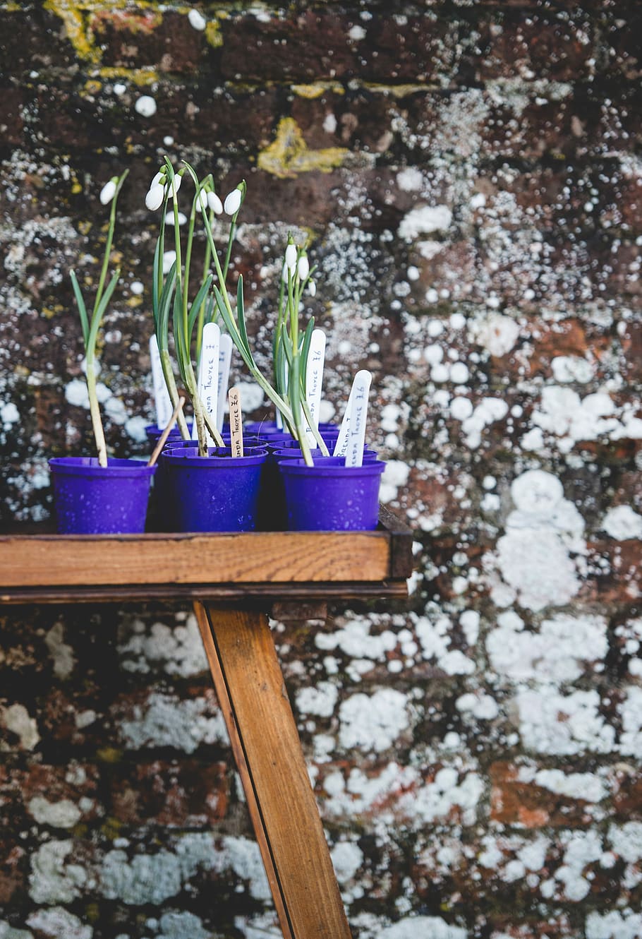 blue plastic pot lot, blue potted white petaled flower lot, snowdrop HD wallpaper