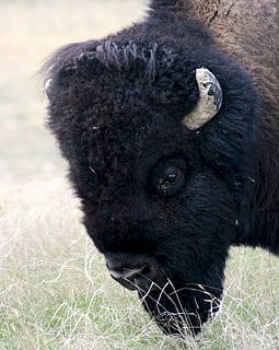 Bison, Buffalo, American, Head, Animal, mammal, prairie, grassland HD wallpaper