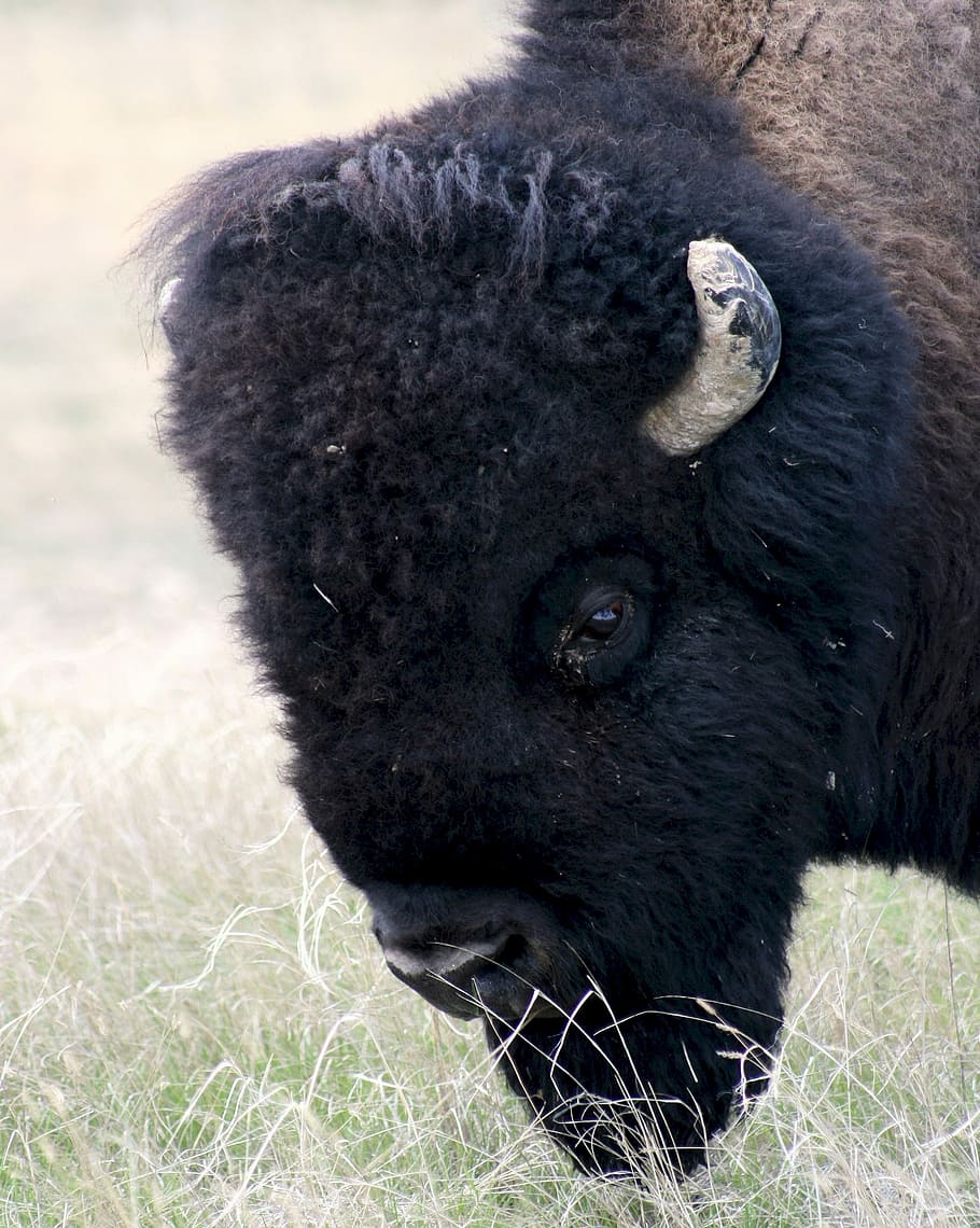Bison, Buffalo, American, Head, Animal, mammal, prairie, grassland, HD wallpaper