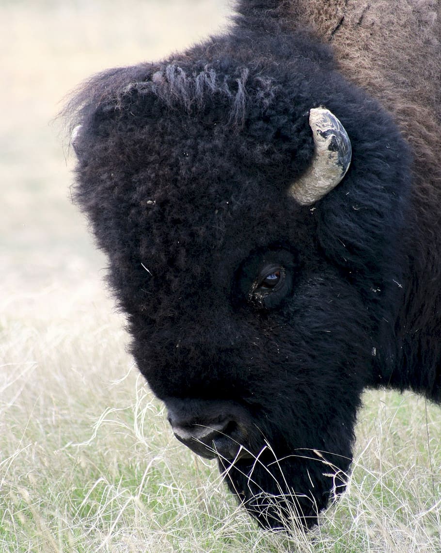 Bison, Buffalo, American, Head, Animal, mammal, prairie, grassland HD wallpaper