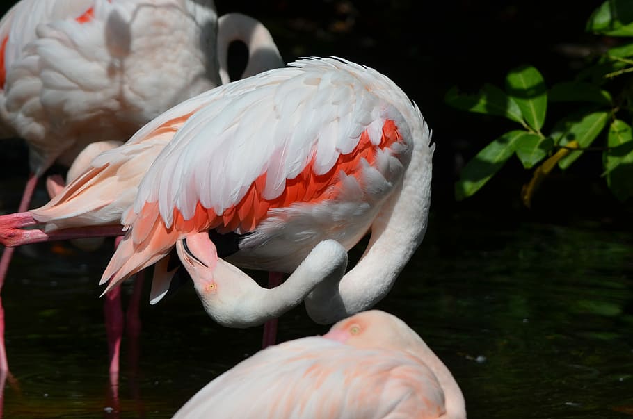 Flamingo, Bird, Plumage, Feather, water bird, pink, pink color HD wallpaper