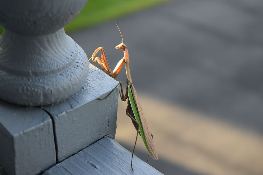 mantis, praying, bug, nature, praying mantis, close-up, focus on foreground HD wallpaper