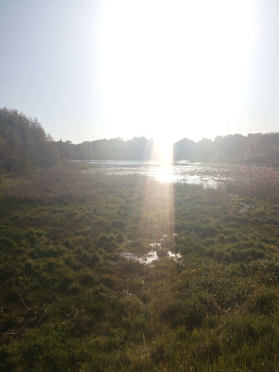 river, sun, sky, water, landscape, summer, sunlight, plant HD wallpaper