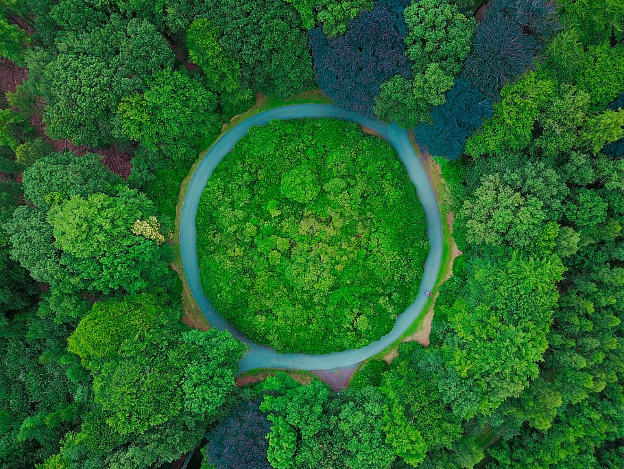 aerial photography of tall green trees at daytime, aerial view of green trees field HD wallpaper